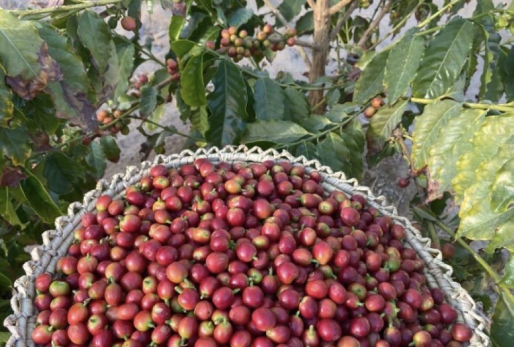 بـ4 آلاف شجرة بن نجران تنافس ثلاثي الجنوب