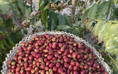 بـ4 آلاف شجرة بن نجران تنافس ثلاثي الجنوب